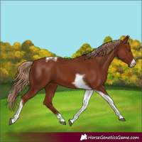 Horse Color:Chestnut Tobiano Frame 