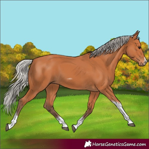 Horse Color:Silver Bay Tobiano Frame 