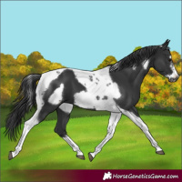 Horse Color:Black Tobiano Frame 