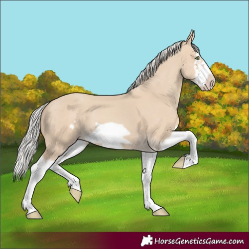Horse Color:Silver Classic Champagne Dun Splash Frame 