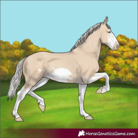 Horse Color:Silver Classic Champagne Dun Splash Frame 