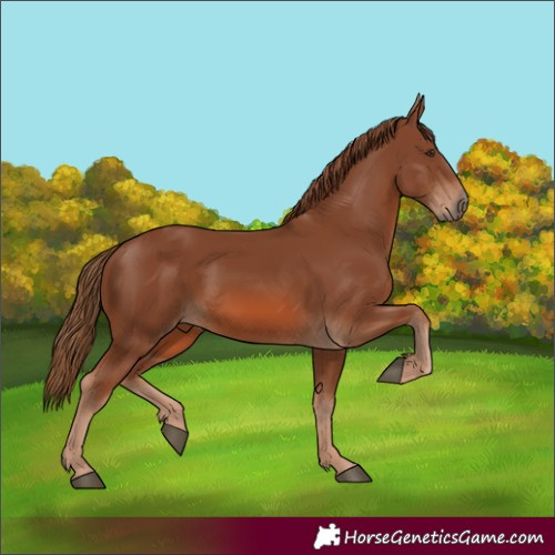 Horse Color:Chestnut 