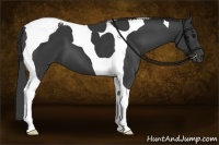 Horse Color:Black Tobiano 
