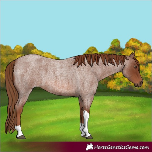 Horse Color:Red Roan Tobiano 