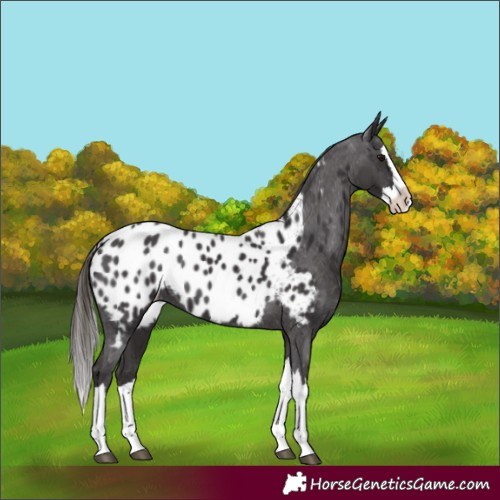 Horse Color:Smoky Black Splash Appaloosa