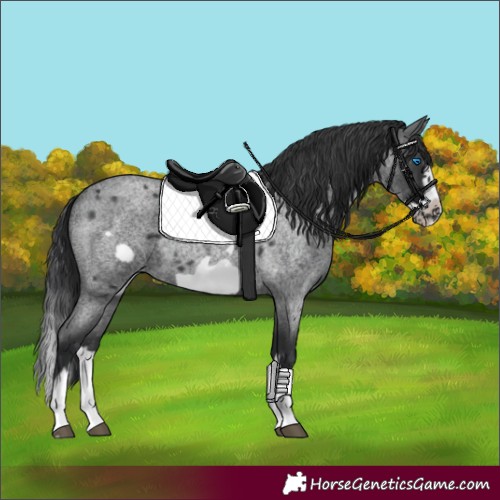 Horse Color:Blue Roan Splash Frame 
