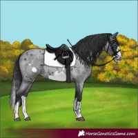Horse Color:Blue Roan Splash Frame 