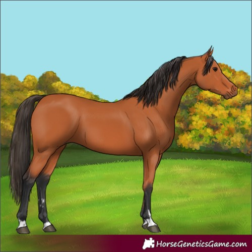 Horse Color:Bay 