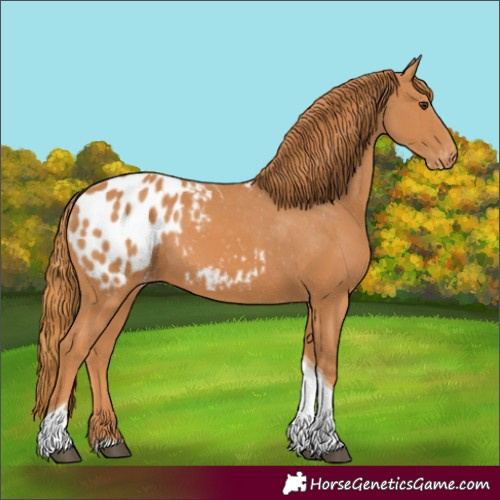 Horse Color:Chestnut Tobiano Appaloosa 
