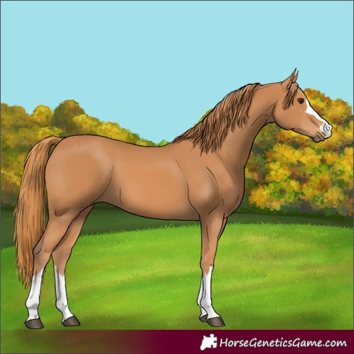 Horse Color:Chestnut 