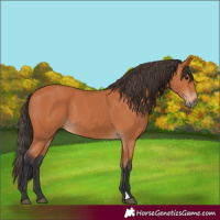 Horse Color:Unknown 