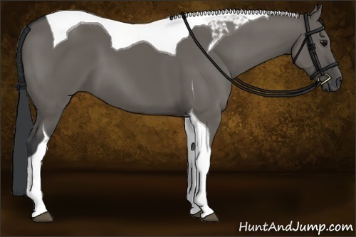 Horse Color:Grullo Tobiano 