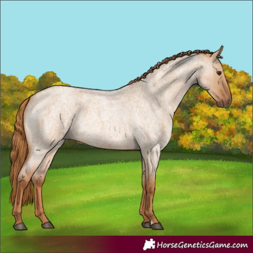 Horse Color:Red Dun Roan 