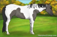 Horse Color:Grullo Tobiano