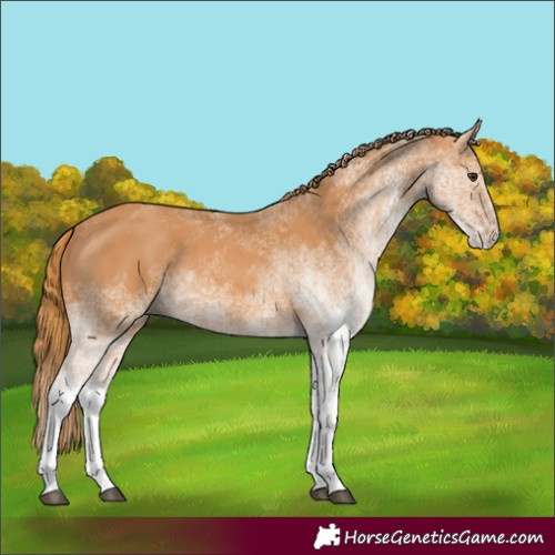 Horse Color:White Spotted Chestnut 
