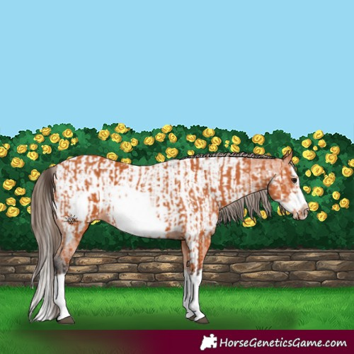 Horse Color:Bay Splash Frame  and Bay Splash Frame Appaloosa 