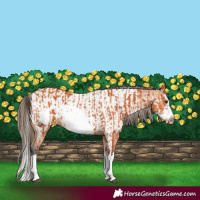Horse Color:Bay Splash Frame  and Bay Splash Frame Appaloosa 