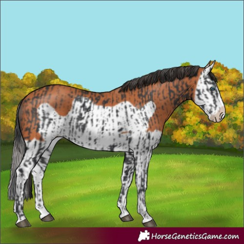 Horse Color:Black Splash Frame and Bay Splash Frame
