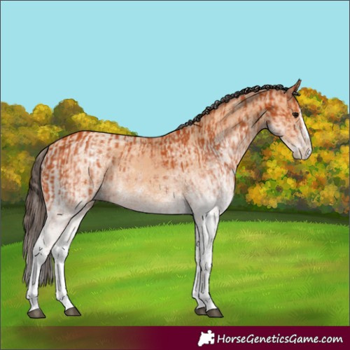Horse Color:White Spotted Bay Splash and White Spotted Amber Champagne Splash