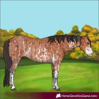 Horse Color:Bay Sabino Rabicano and Bay Sabino Rabicano