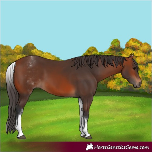 Horse Color:White Spotted Bay 