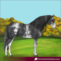 Horse Color:White Spotted Black