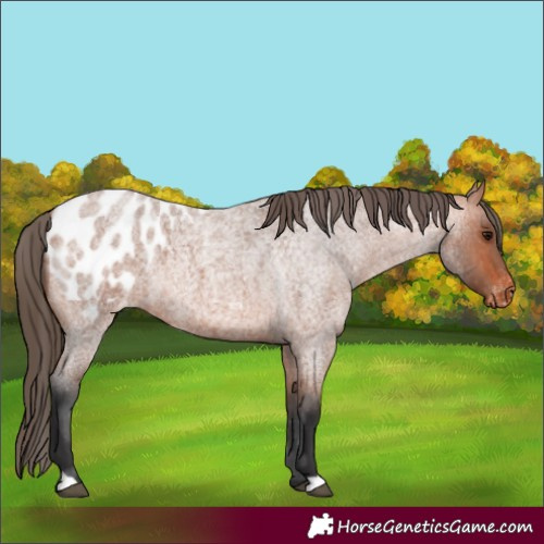 Horse Color:Bay Roan Appaloosa 