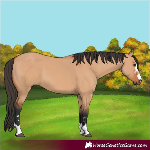 Horse Color:Bay Dun 