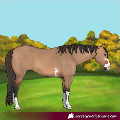 Horse Color:Bay Dun 
