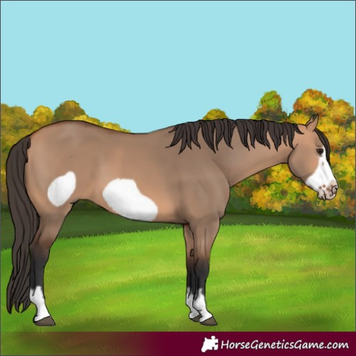 Horse Color:Bay Dun Frame 