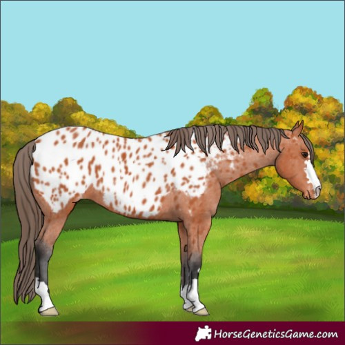 Horse Color:Bay Appaloosa 