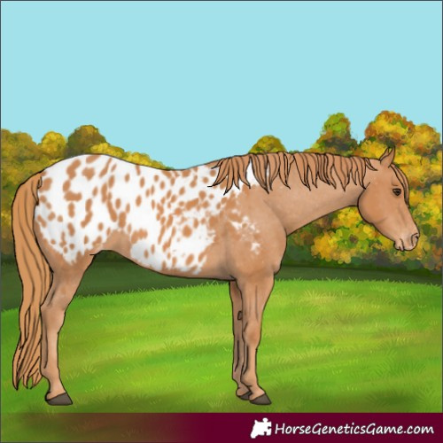 Horse Color:Chestnut Appaloosa 