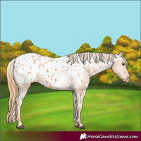 Horse Color:Chestnut Blanket 