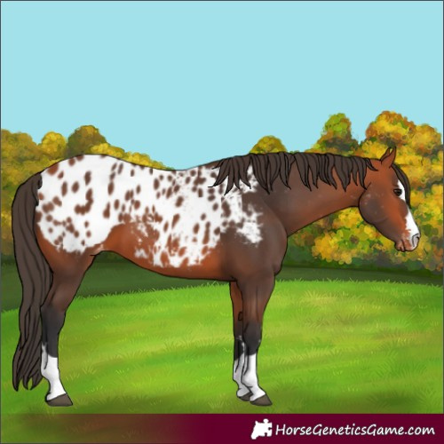 Horse Color:Bay Appaloosa 