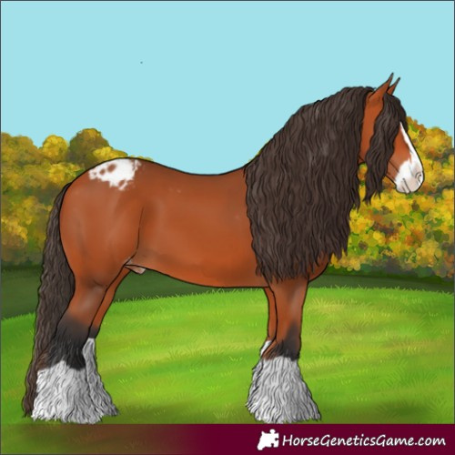 Horse Color:Bay Splash Appaloosa