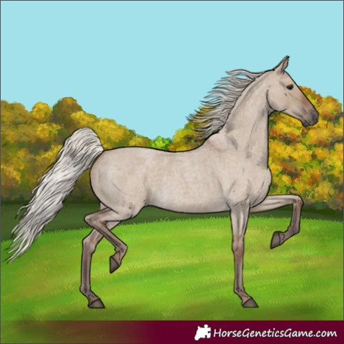 Horse Color:Silver Grullo Roan 