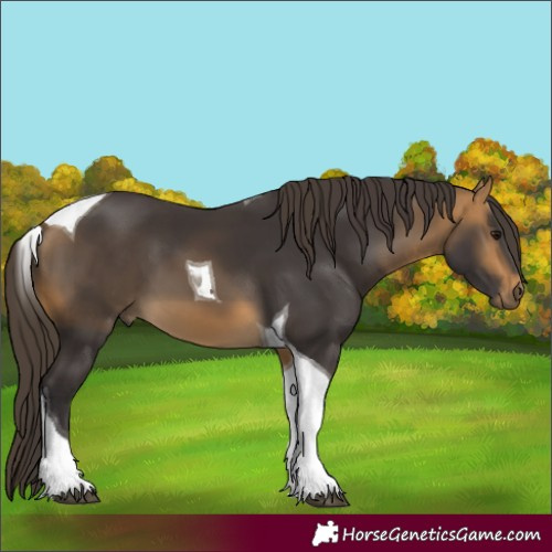 Horse Color:Buckskin Tobiano 