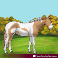 Horse Color:Chestnut Tobiano Frame 