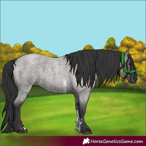 Horse Color:Grullo Roan Sabino Rabicano
