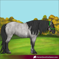Horse Color:Grullo Roan Sabino Rabicano