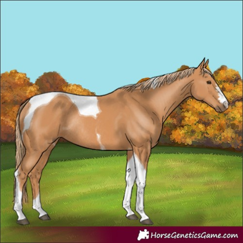 Horse Color:Chestnut Tobiano Rabicano 