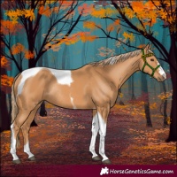 Horse Color:Chestnut Tobiano Rabicano