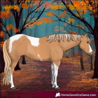 Horse Color:Chestnut Tobiano Rabicano