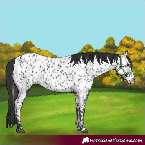Horse Color:Black Near Leopard and Black Near Leopard