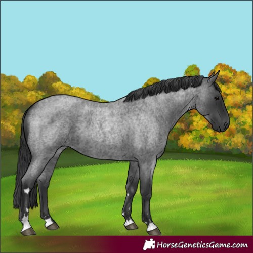Horse Color:Blue Roan
