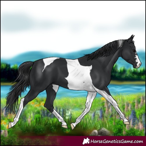 Horse Color:Black Tobiano 