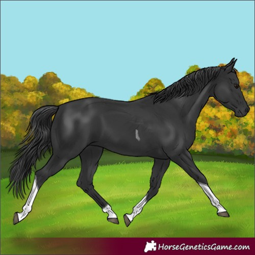 Horse Color:Black Tobiano 