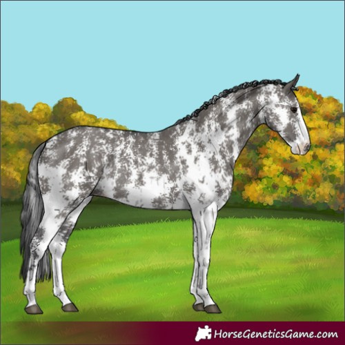 Horse Color:Grullo Sabino Rabicano 