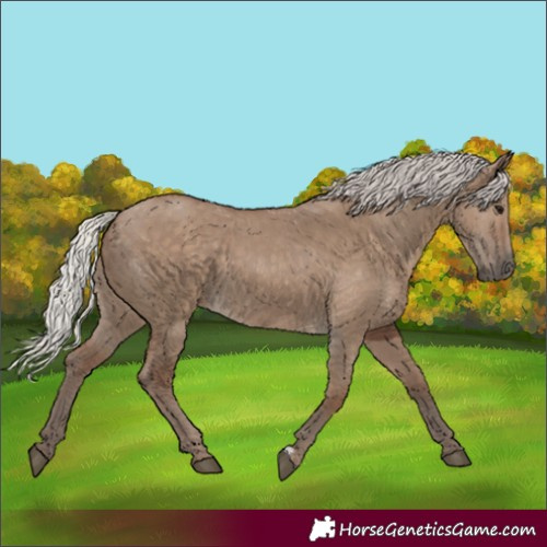 Horse Color:Silver Grullo 
