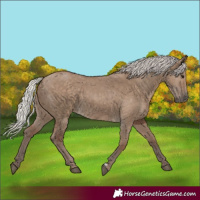 Horse Color:Silver Grullo 